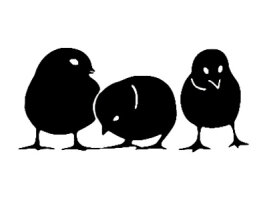 Küken &amp; Junghennen