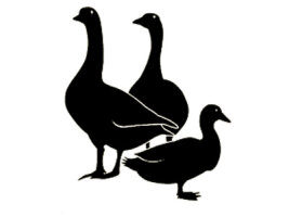 Gänse, Enten, Puten &amp; Broiler