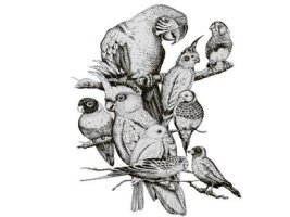 Ziervögel &amp; Wildvögel